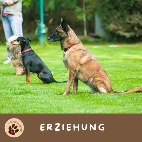 Hunde Erziehungskurs buchen