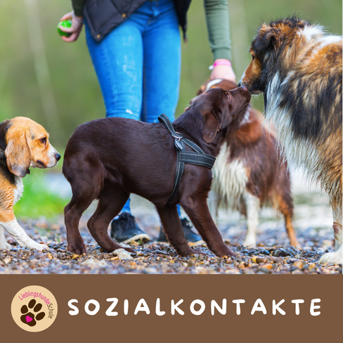 Hundespielgruppe buchen