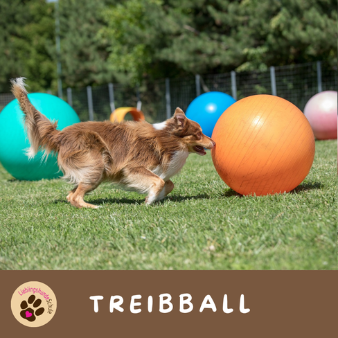 Treibballkurs Hund buchen