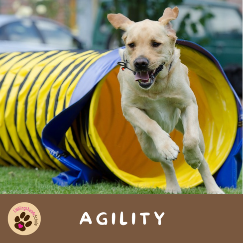 Agility buchen