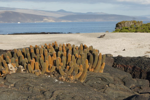Eine Galápagos Kreuzfahrt zur noch jungen Insel Fernandina ist ein wunderbares Erlebnis!