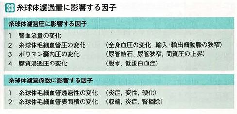 糸球体濾過量に影響する因子