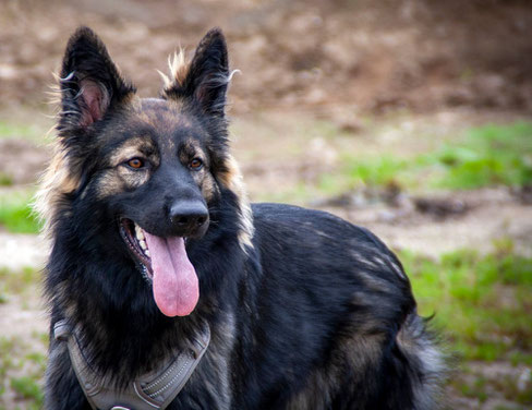 Chien de berger d'Allemagne de l'Est Argenté