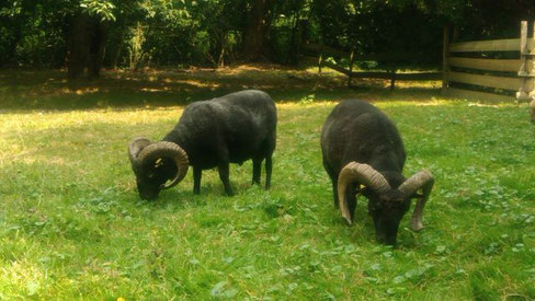 Noir le mouton d'Ouessant,souvent... Mais pas uniquement!