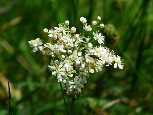 Mädesüß Blüte Käfer