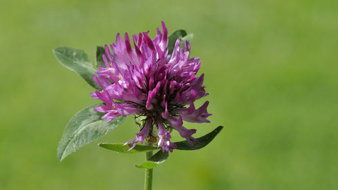 Rotklee Blüte