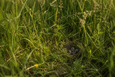 Verstecktes Bodenbrüter-Gelege im hohen Gras während der Brut- und Setzzeit.