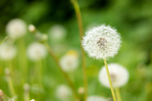 Pusteblume auf einer grünen Wiese