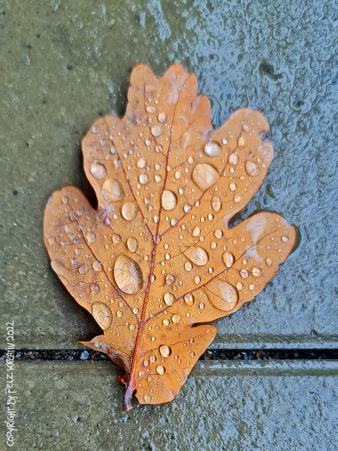 Titel: Im Regen,  Größen: 15 x 20 cm, fineART, Blatt, Asphalt, Regentropfen, Herbst, November, Regen, © by Pelz Kreativ 2022, Fotografie, 