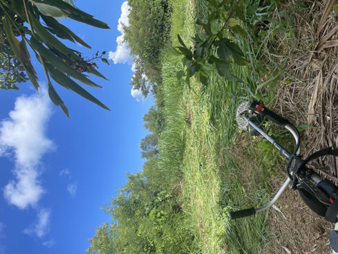 石垣島の草は本当によく伸びる(笑)依頼することもあるけど、こうして自分で草刈りすることも。
