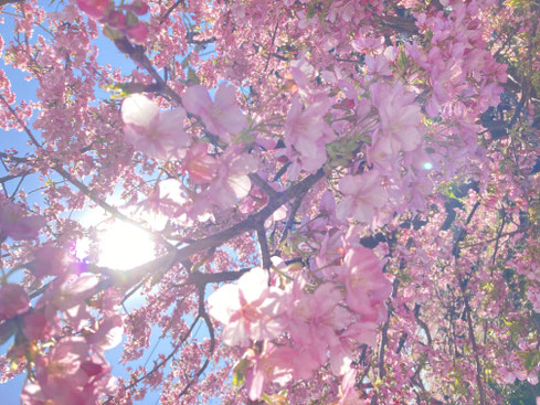 満開の河津桜で春を先取り