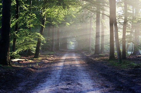 chemin lumineux dans la forêt symbolisant le cheminement d’une psychothérapie à Rennes. 