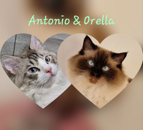 6 chatons sont nés le 16/10/2025