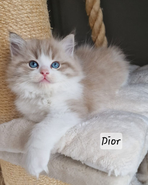 Dior, femelle, seal mink tabby bicolor