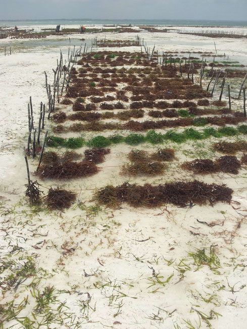 Tanzanie, Zanzibar : aquaculture d'algues dans la baie de Chwaka