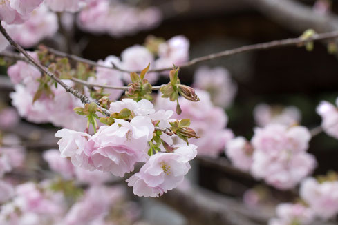 桜咲く４月