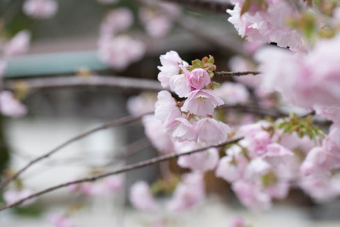 桜咲く４月