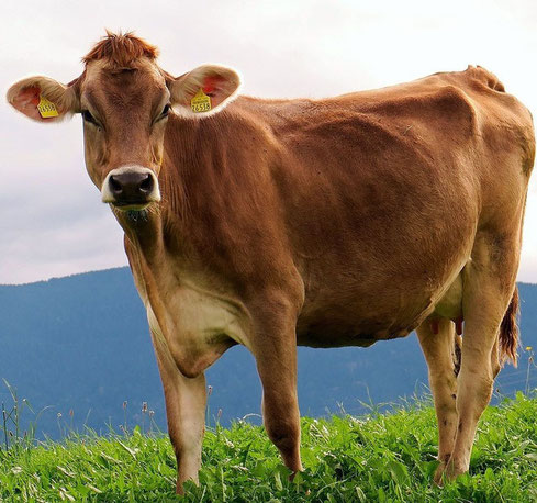 Braune Kuh (Casein-A2-Typ)