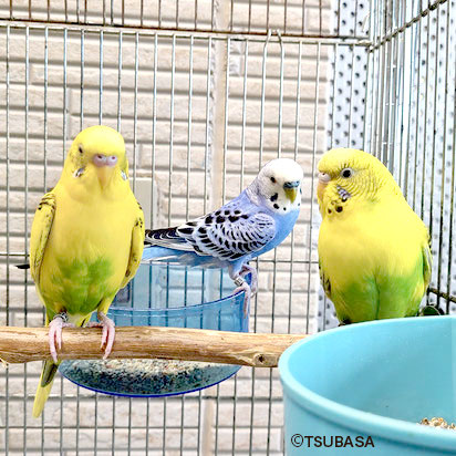 オカメインコ 一斉引き取り