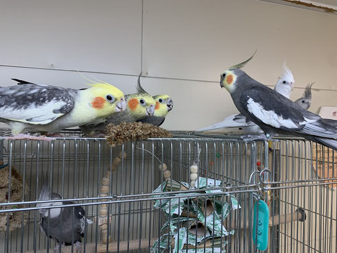 オカメインコ 一斉引き取り