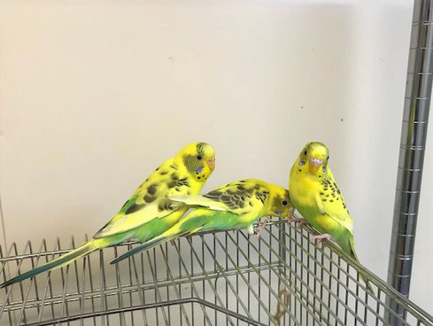 オカメインコ 一斉引き取り