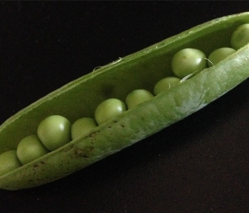 Growing peas