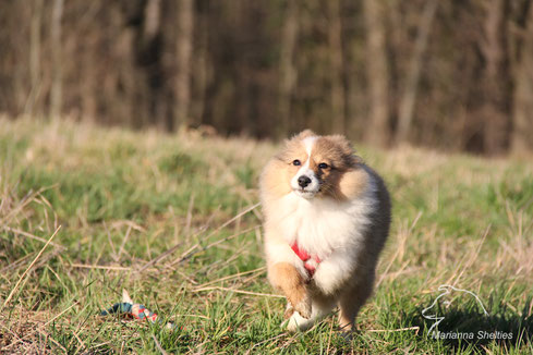 Rosie Anfang Februar 2020, 4 Monate alt (18 Wochen)