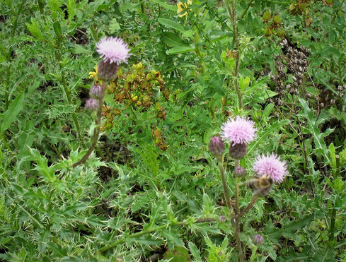 Die Raupen des Distelfalters ernähren sich von der oft als Unkraut bezeichneten Gewöhnlichen Kratzdistel (Cirsium vulgare), die sich seit dem letzten Jahr im Bienengarten angesiedelt hat. Selbst "Unkraut" trägt also zur Biodiversität bei!