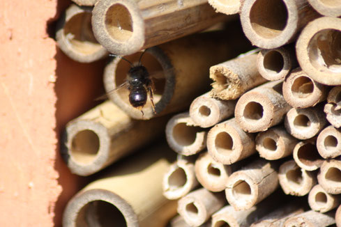 Aus den Bambusröhrchen schlüpfen im Frühling als erstes die männlichen Mauerbienen und warten auf den Schlupf der Weibchen.