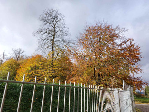 Lärm hinter dem Zaun, vorher war hier FFH-Gebiet