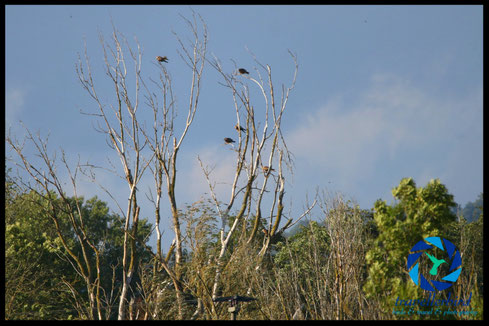 Red Kites on a tree