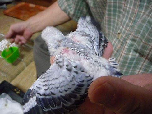 福岡手乗りインコ小鳥販売ペットミッキンに手乗りセキセイインコヒナが仲間入りしました