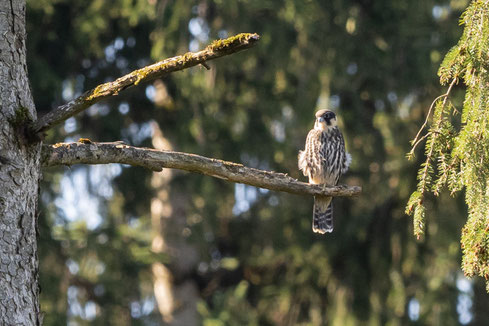 Baumfalke (Foto: Antje Geigenberger)