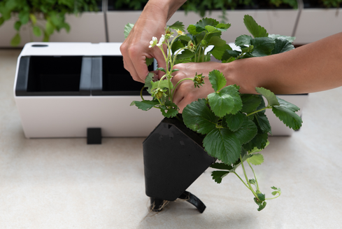 Home - Vertigrow Pflanzsysteme
