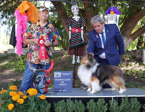 Ikú del XIII de Julio. Importado de Colombia. Copropiedad con Mardos kennel. Mejor Shetland 2023 y 2024