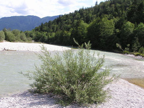Die Deutsche Tamariske ist ein Strauch und gehört zu den Pionierpflanzen, die sich auf neu gebildeten Schotterflächen der Alpen- bzw. Voralpenflüsse ansiedelt. Heuschrecke und Flussuferläufer wollten nicht fotografiert werden.