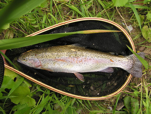 Gute Regenbogen gefangen an einer Stelle die wir "Aquarium" nannten.
