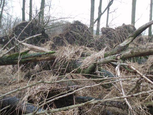 Auswirkungen des Sturmtiefs "Xaver" am 5./6.12. 2013. Wie lange steht der Pappelwald mit den Seeeadlerbrutbäumen  noch?