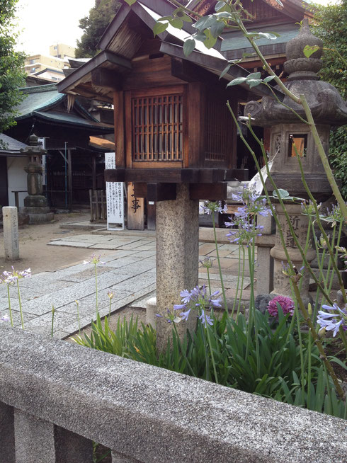 神社に咲いていたアガパンサス　ここまで『和風』も珍しいですが、似合いますね。