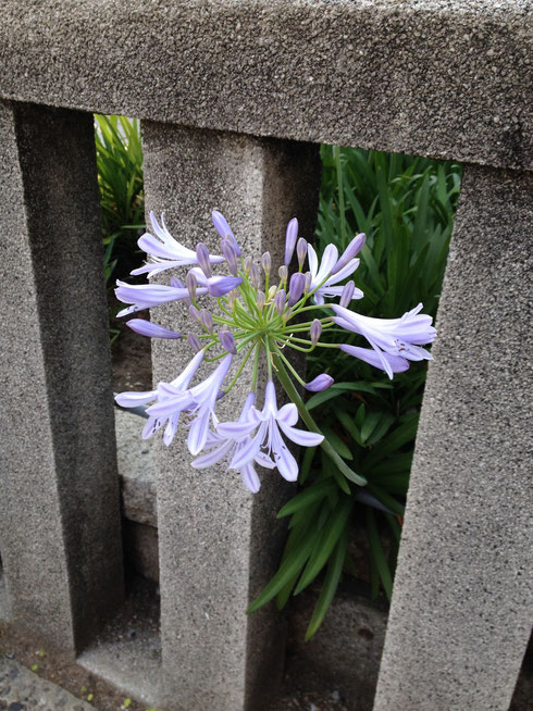おすすめの植木 下草 アガパンサス