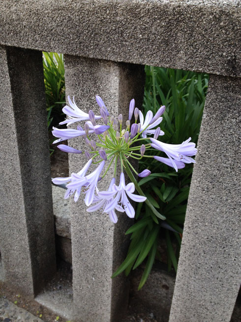 おすすめの植木　下草　アガパンサス　