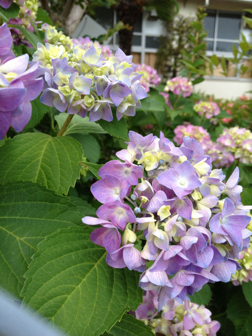 アジサイ Hydrangea 洋風イングリッシュガーデン お庭リフォームは柴垣グリーンテック