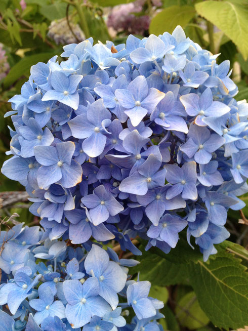アジサイ 撮影日6月3日