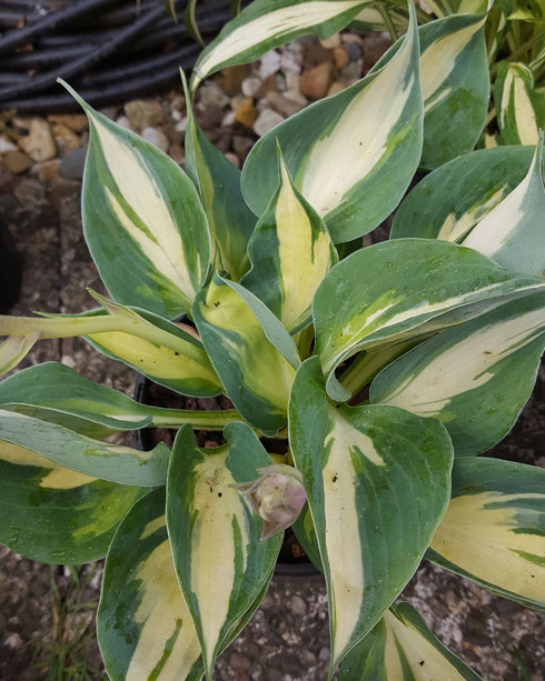 Hosta 'Bounty'