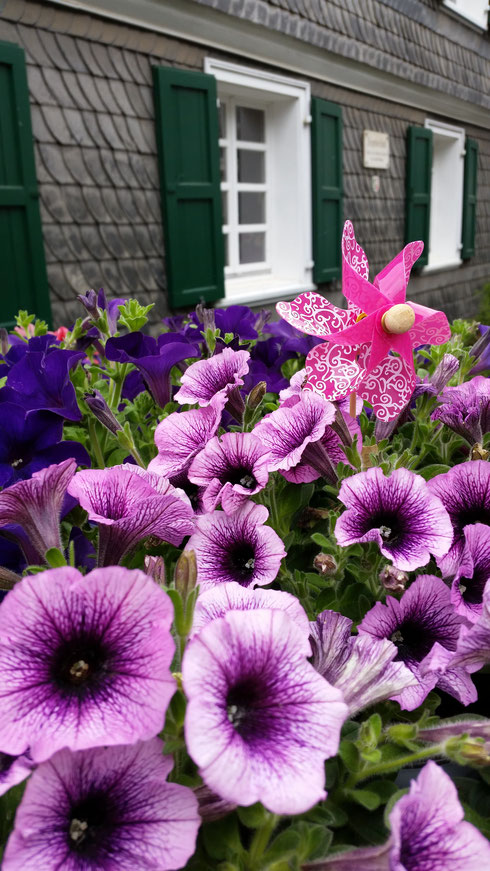 Petunia 'Surfinia'