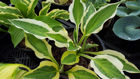 Hosta 'Hanky Panky'