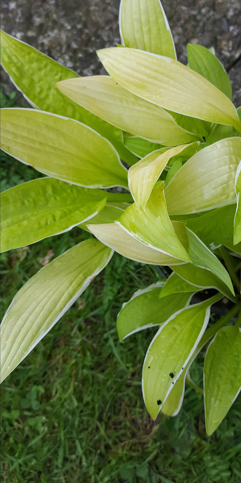 Hosta 'Bizarre'