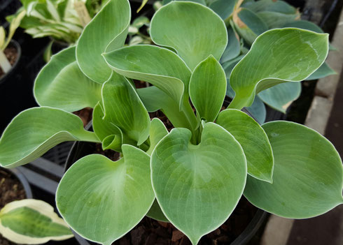 Hosta 'Giantland Sunny Mouse Ears'