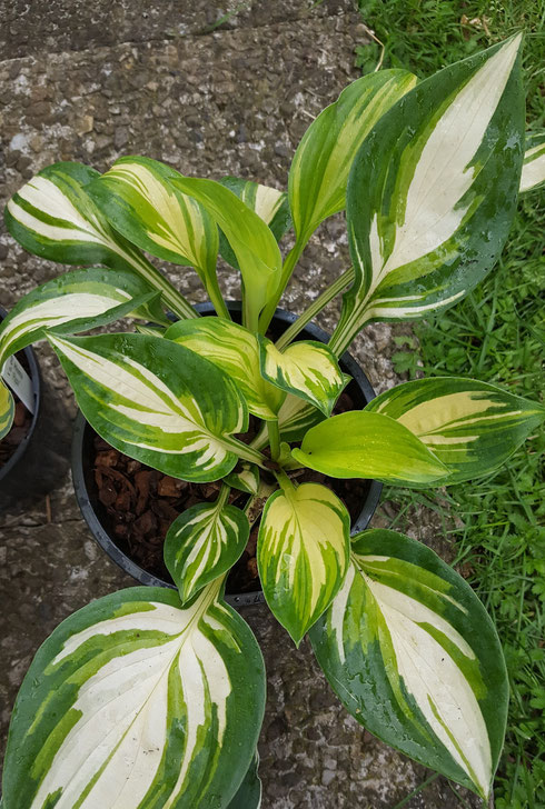 Hosta 'Ooh La La'