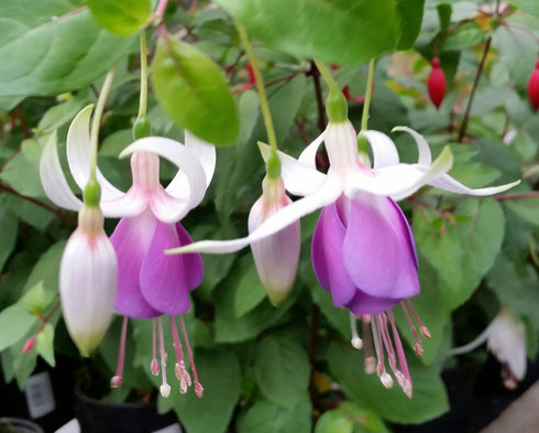 Fuchsia 'Cheltenham'